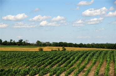 Appearances can be deceptive. Numerous Iowa corn fields are turning into vineyards.